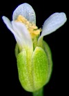 arabidopsis_flower